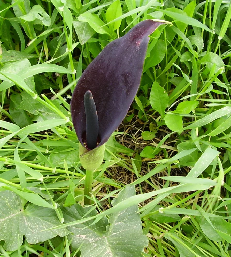Arum palaestinum, Solomon's Lily, growing wild among grass
