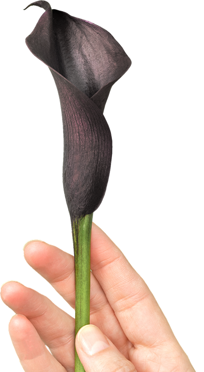 Arum palaestinum, the Black Calla Lily, held in a hand